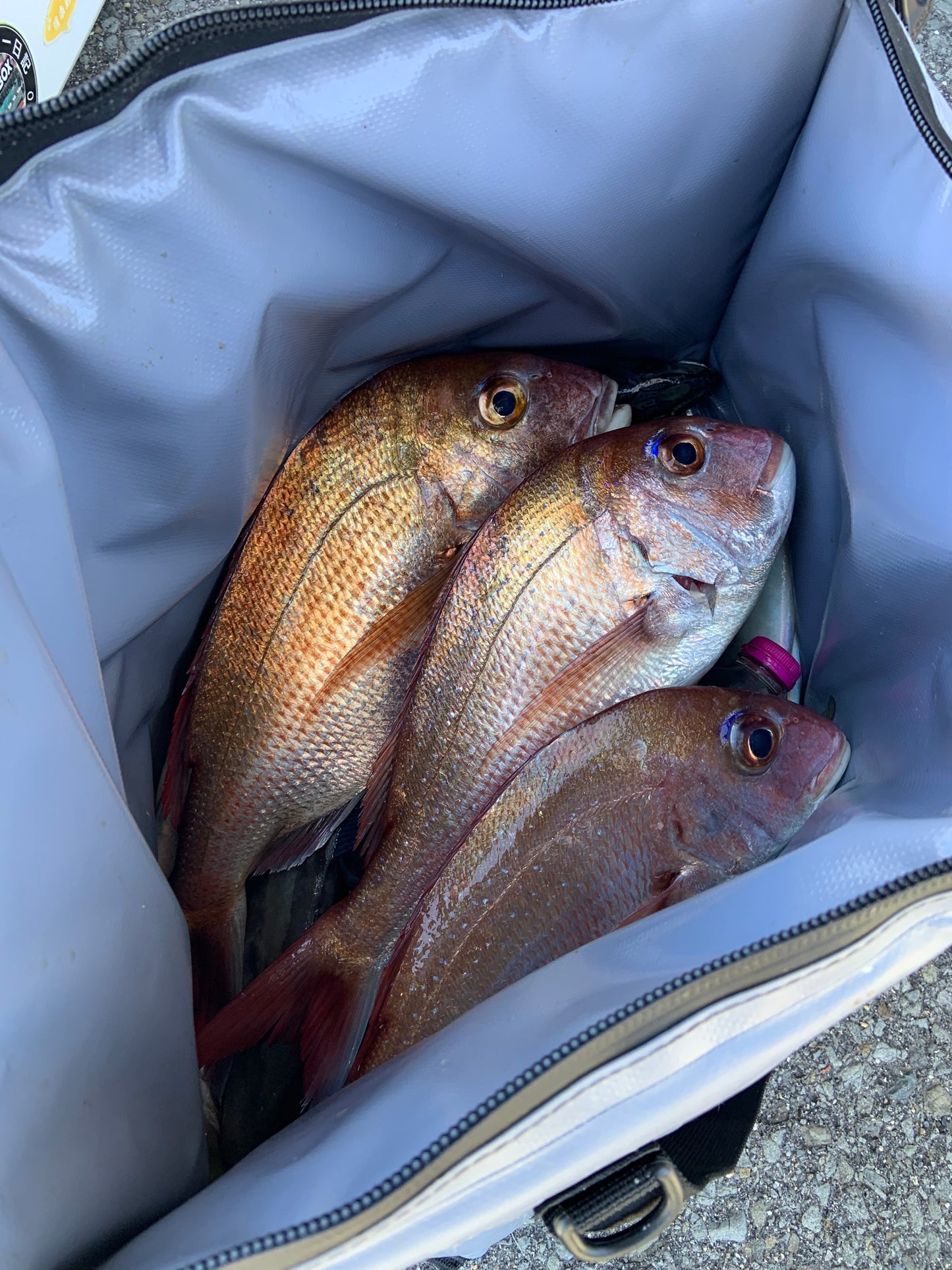 27QT Fish Bag Cooler With Flat Bottom